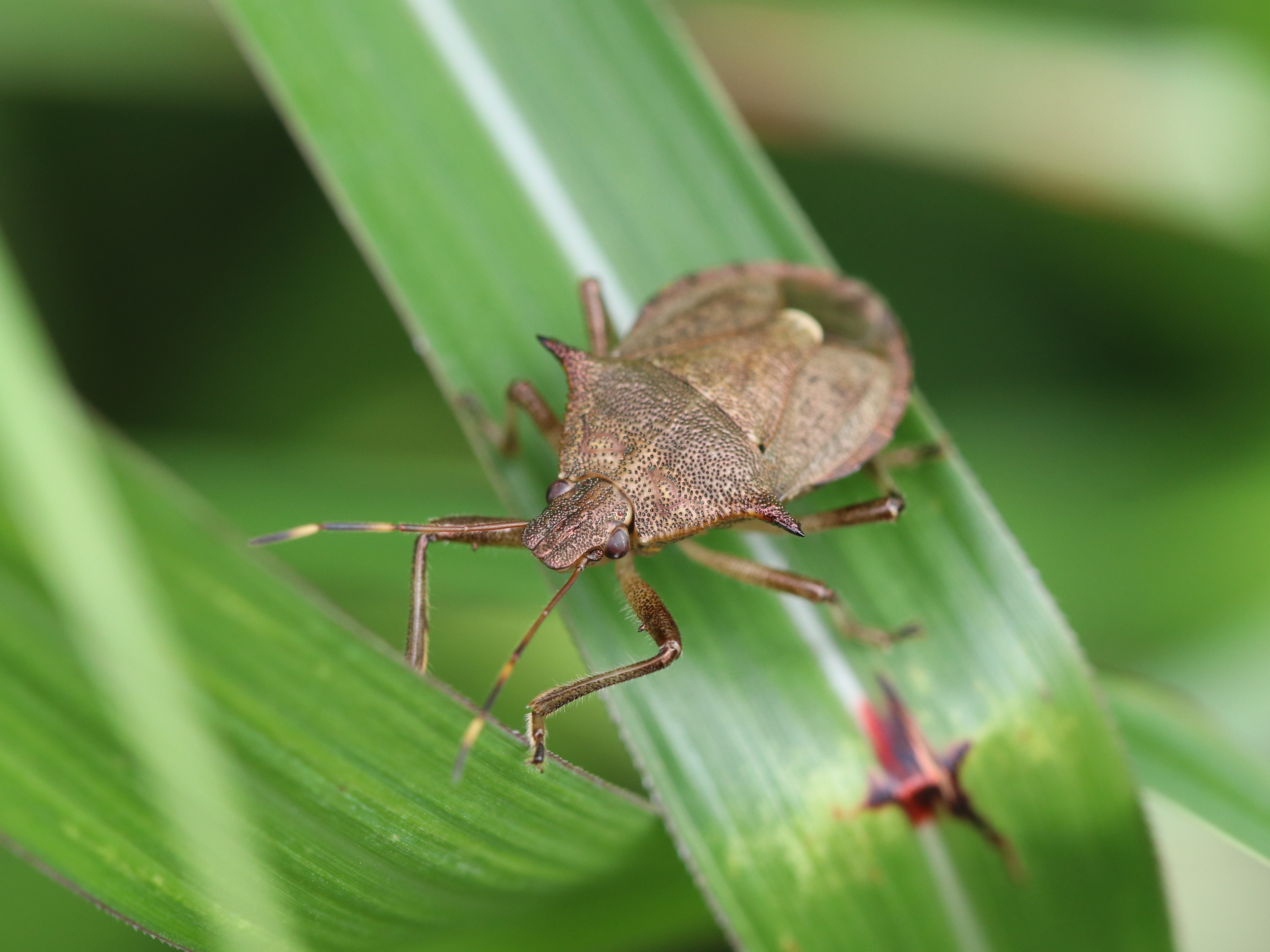 オオクチブトカメムシ